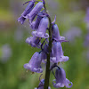 Common bluebell