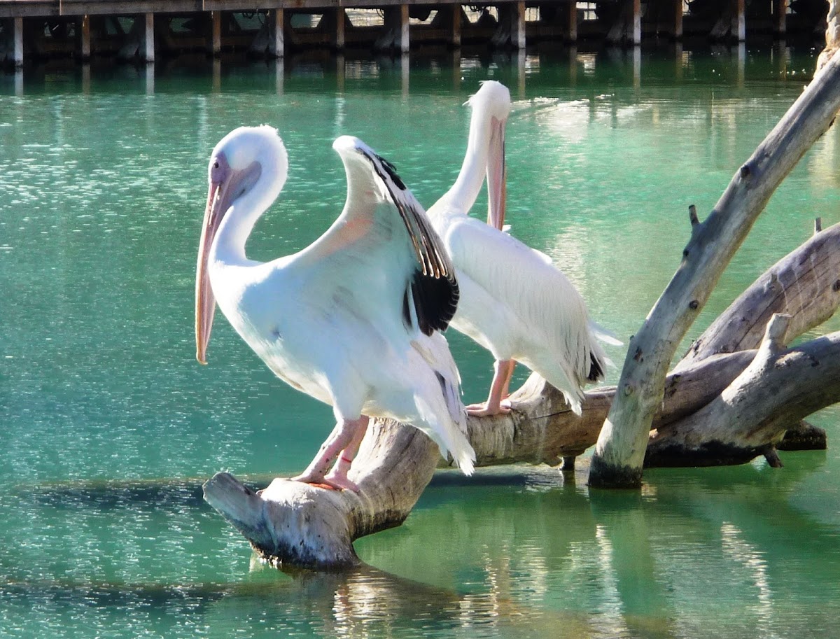 Pelícano común, Great White Pelican