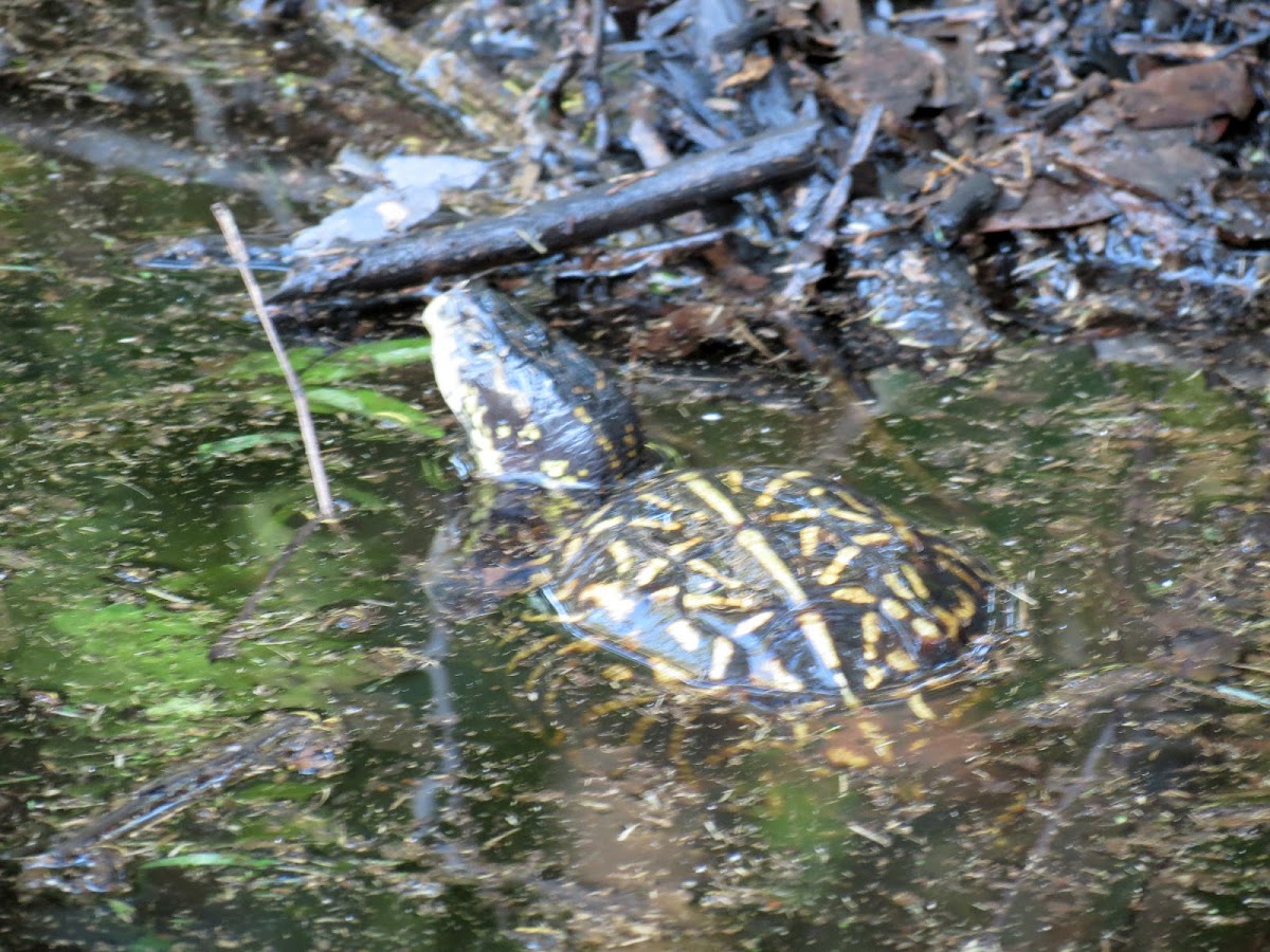 Florida box tortoise