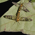 Wasp-mimic Moths