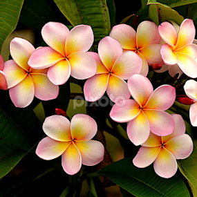 Pink Frangipani 65 by Mark Zouroudis - Flowers Flowers in the Wild