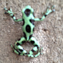 Green poison Dart frog