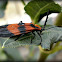 Banded Net-wing Beetle.