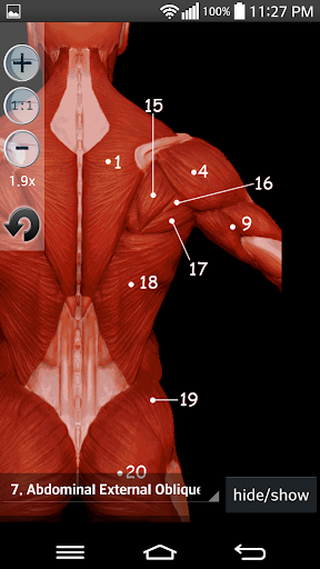 Anatomy Muscles