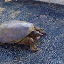 Florida soft shell turtle