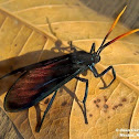 Sciopsyque Moth