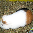 Guinea pig(en) cobaya(es)