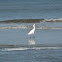 Snowy Egret