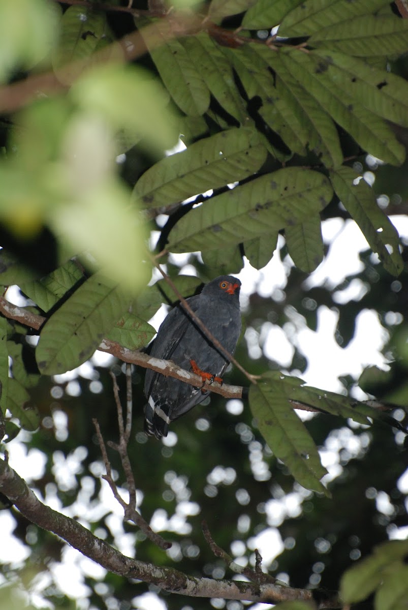 Slate-colored Hawk