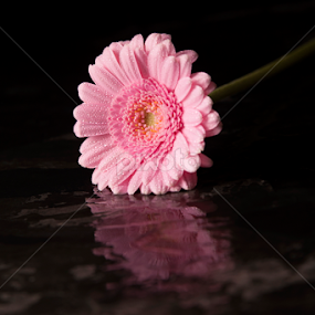Pink Reflect by Neil Tailor-Photography - Flowers Single Flower