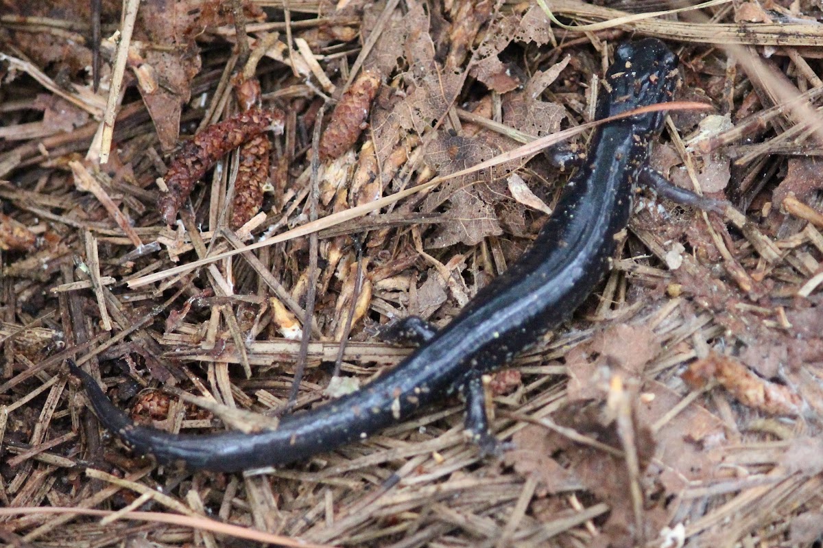 Atlantic Coast Slimy Salamander