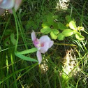 Snakemouth Orchid (Rose Pagonia)
