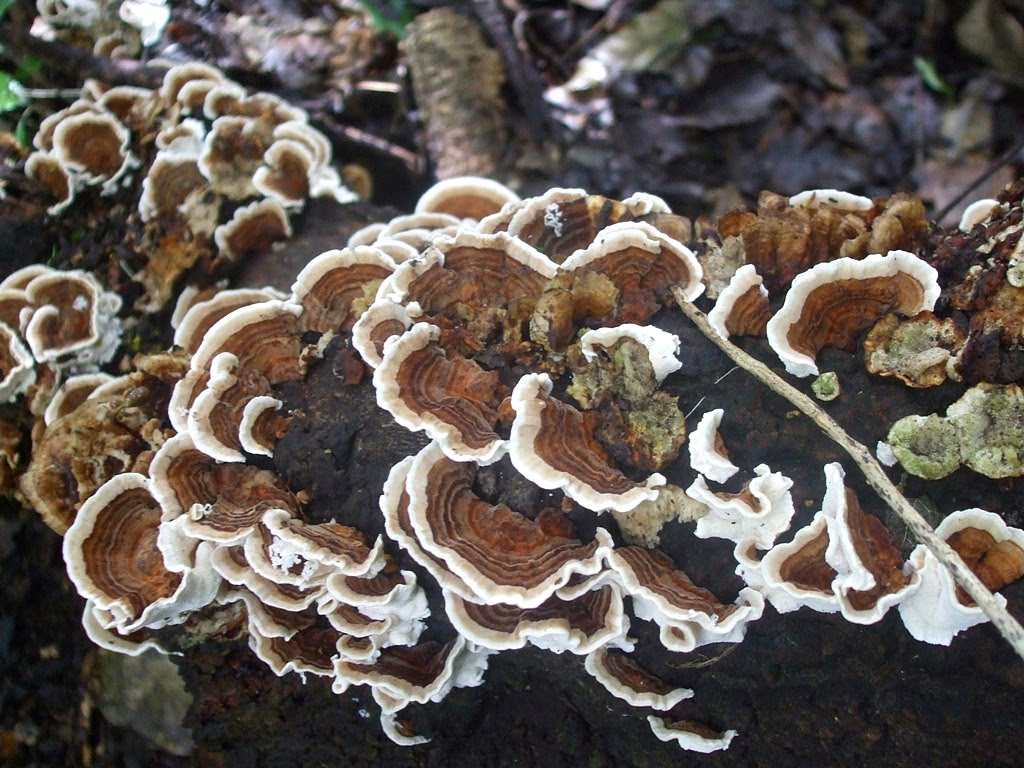 turkey tail fungus