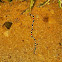 Arizona Coral Snake.
