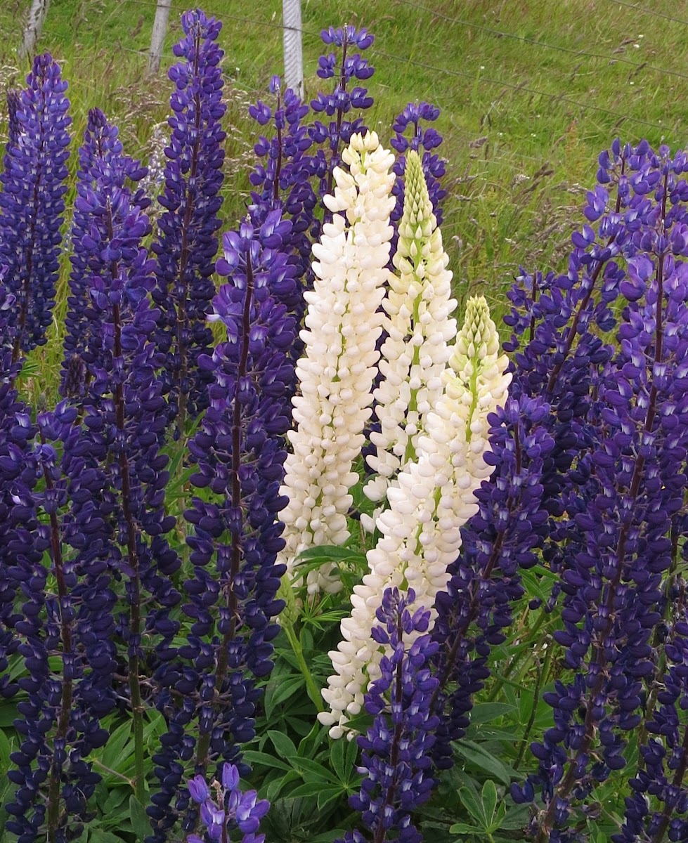 South American Lupine