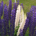 South American Lupine