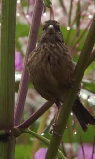 Amusing sparrow