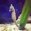 Seahorse