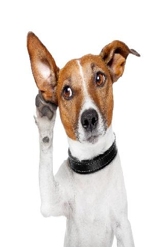 【免費工具App】Dog Clicker Free Trial-APP點子