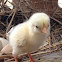 Newborn chick