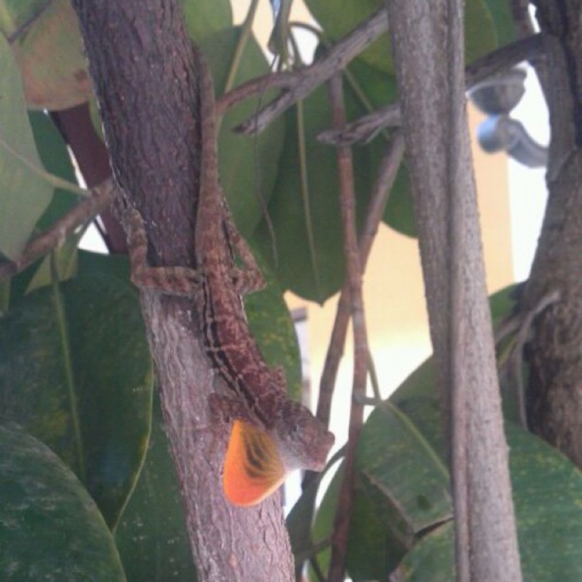 striped anole