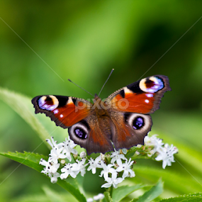 butterfly wings by Petre Dalea - Animals Insects & Spiders