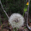 Yellow salsify