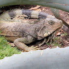 Green Iguana