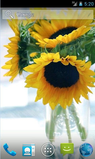 Sunflower Live Wallpaper