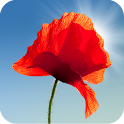 Poppy Field Live Wallpaper