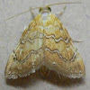 White-roped Glaphyria Moth