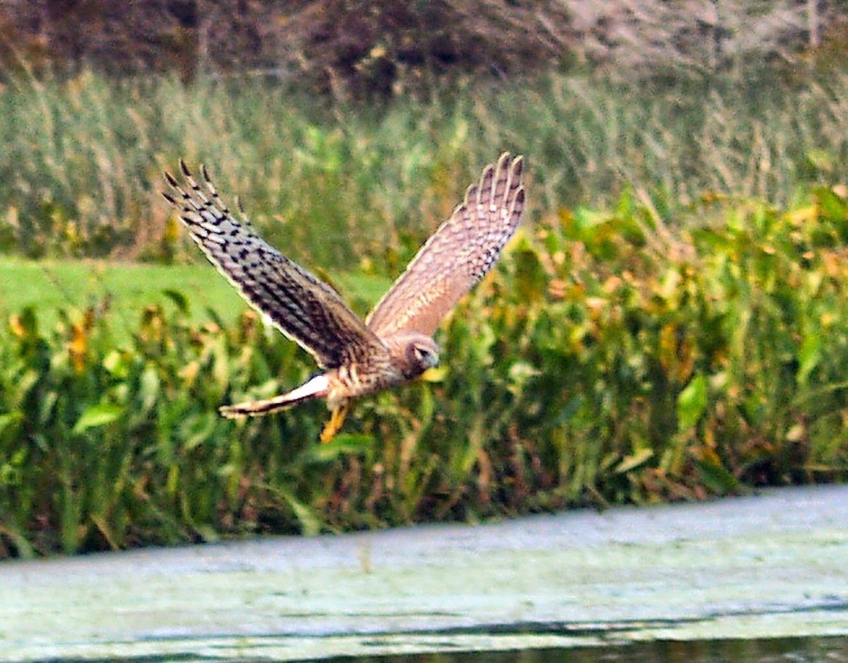 Northern Harrier (juvenile)