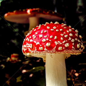 by Adrian Rusu - Nature Up Close Mushrooms & Fungi