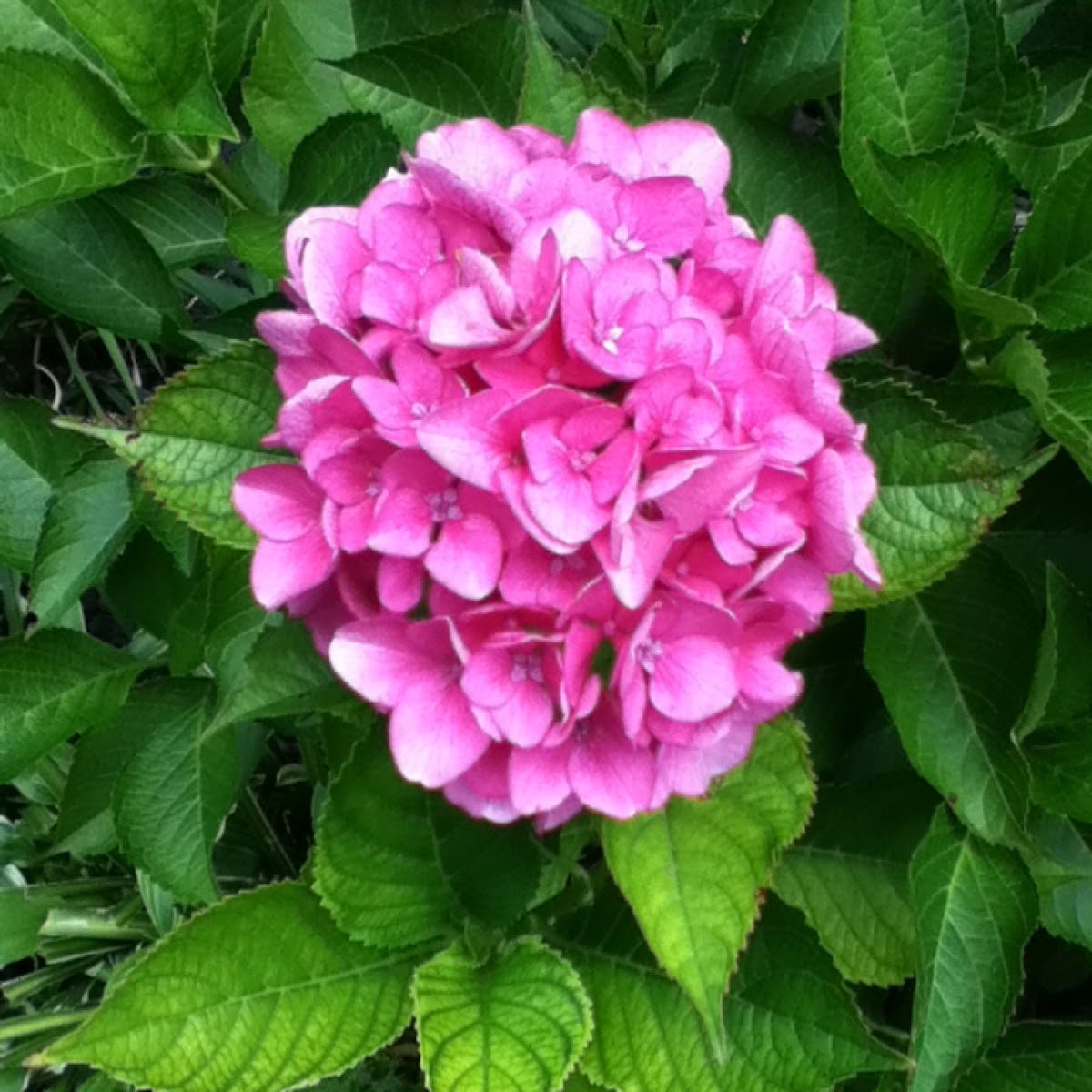 Hydrangea