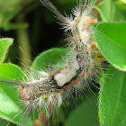 Rusty Tussock Moth