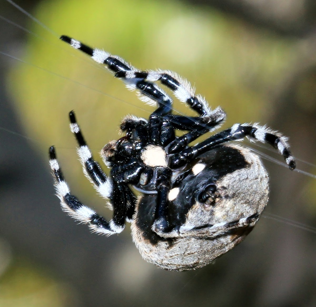 Bark spider Project Noah
