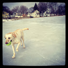 Yellow Labrador Retriever