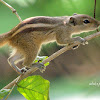 Indian Palm Squirrel or Three-Striped Palm Squirrel
