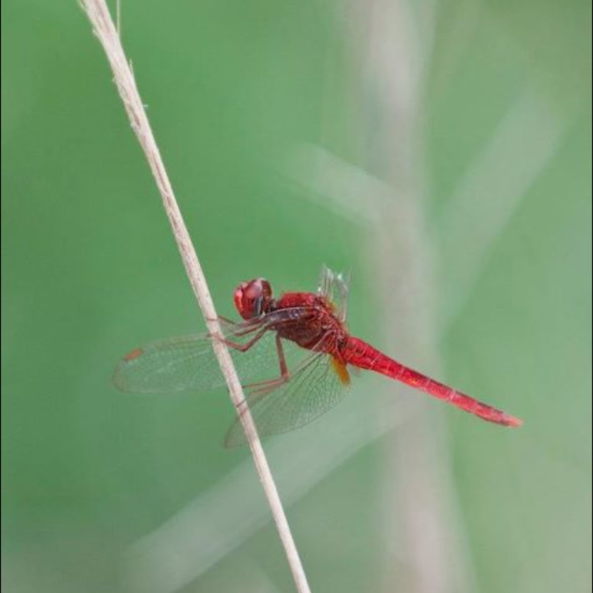 Scarlet Skimmer