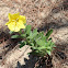 Beach Primrose