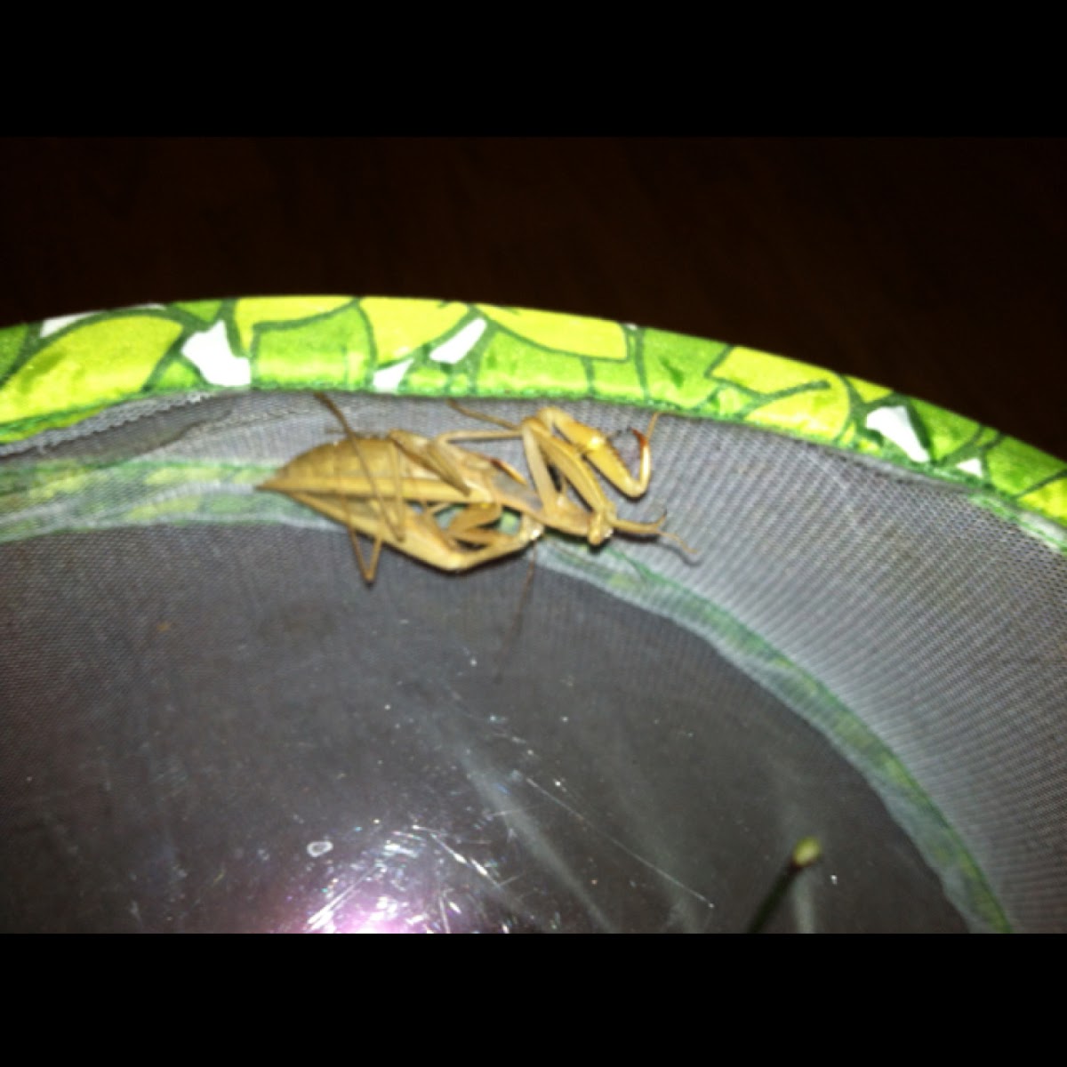 Mantises mateing