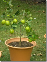 My Lemon Tree I.  I was growing these for nanna because she loved lemon skin in her tea.