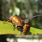 Case bearing leaf beetle