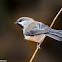 Boreal Chickadee