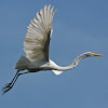 Great egret