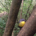 Eastern Yellow Robin