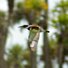Belted Kingfisher (female)