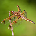 Painted Skimmer dragonfly