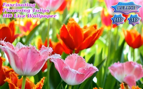 Fascinating Flowering Tulips Screenshots 8