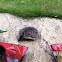 European hedgehog or Common hedgehog